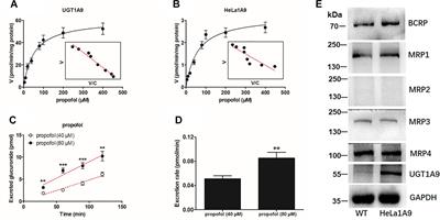 The Efflux Mechanism of Fraxetin-O-Glucuronides in UGT1A9-Transfected HeLa Cells: Identification of Multidrug Resistance-Associated Proteins 3 and 4 (MRP3/4) as the Important Contributors